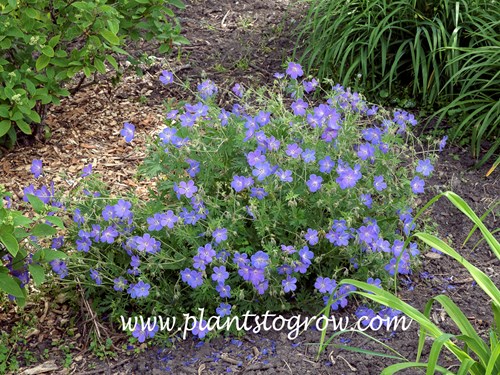 Geranium Johnson's Blue